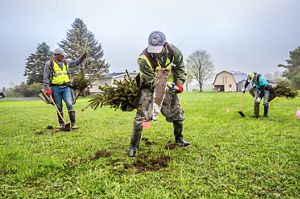 Three men planting a tree in a v-shaped formation.