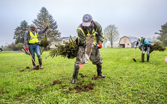 Three men planting a tree in a v-shaped formation.