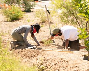 Volunteers plant trees in Phoenix.