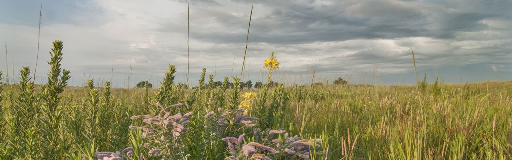 Flowers and grasses in an expansive prairie under mostly cloudy skies.