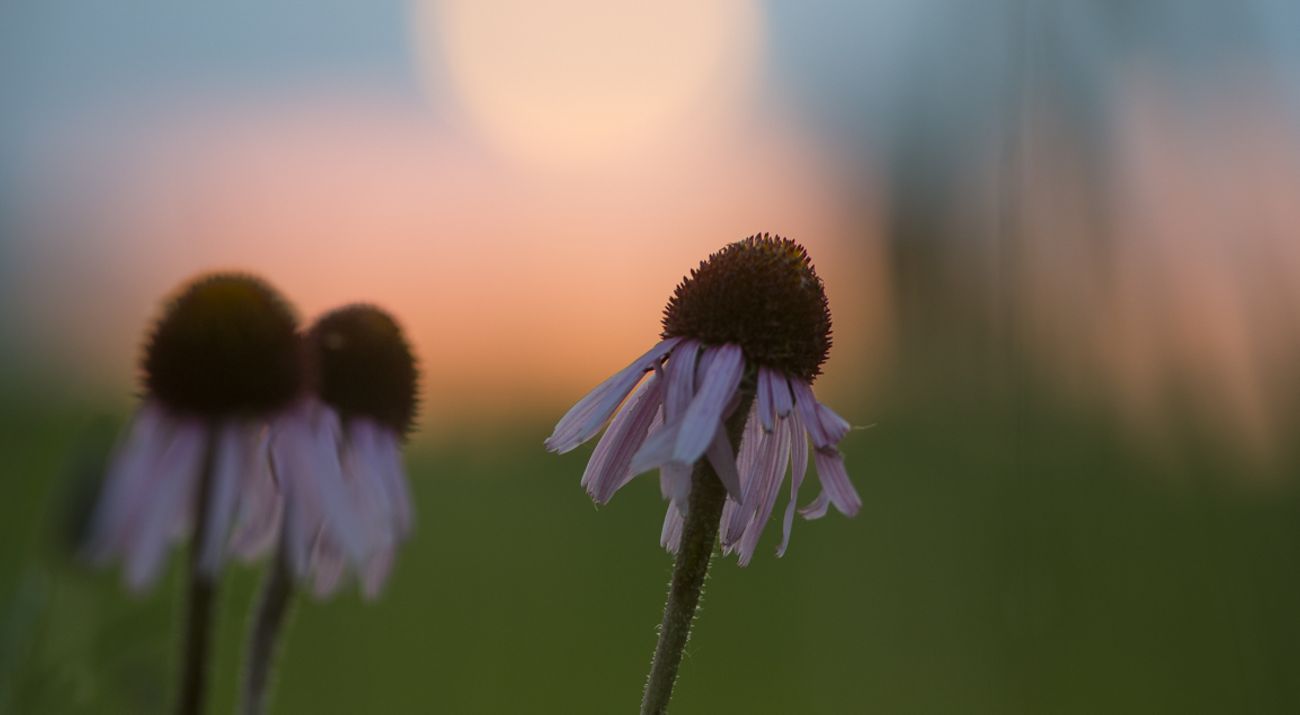 Purple coneflowers in bloom.