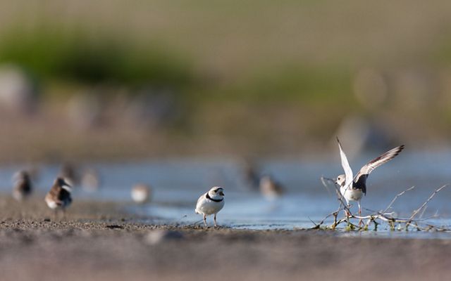 Piping plovers stand in shallow water.