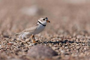 A piping plover stands in a lake.