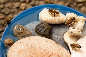 Four bees are visiting a shallow water dish for a drink of water. 