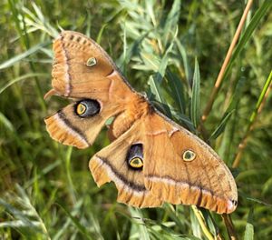 Large brown Polyphemus moth with dark on outstretched wings.