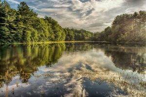 View of a reflective lake surrounded by trees in the early light of the day. 