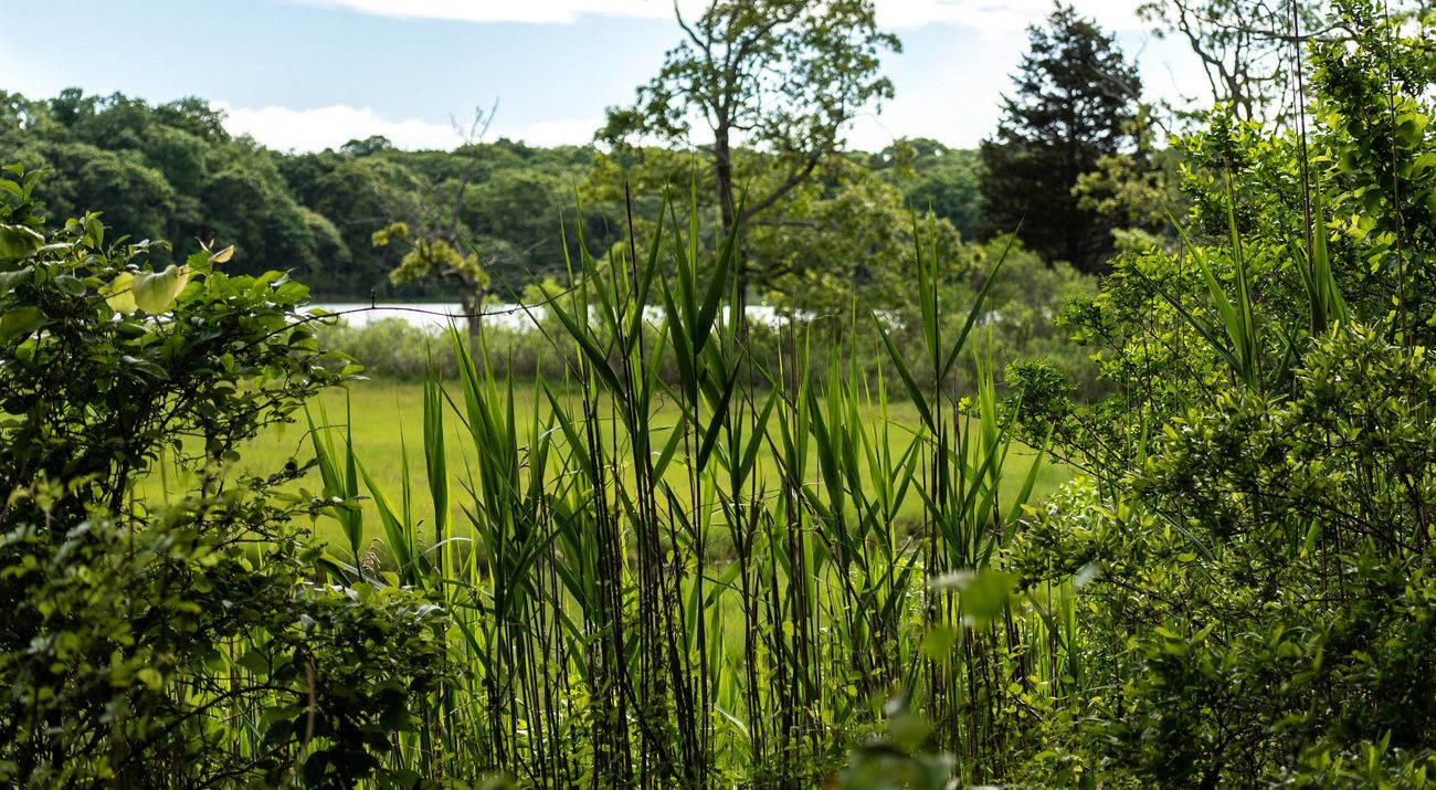 A view through green foliage and plants with a pond in the background.