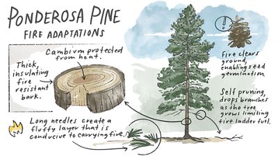 Illustration showing the inside of a ponderosa pine tree and how they are naturally fire adapted.