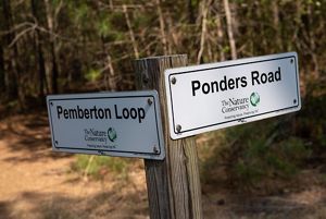 Two signs mark the way for trails at Ponders Tract Preserve. The sign pointing to the left reads, Pemberton Loop. The sign on the right reads Ponders Road. 