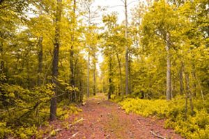 Delaware Thanksgiving Weekend Guided Hike at Ponders Tract