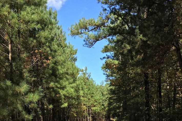 A cleared sandy path cuts through a forest of tall green pine trees.