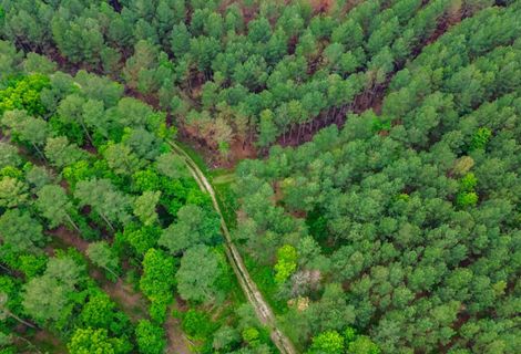 An aerial photo of a a forest with a dirt path in the center.