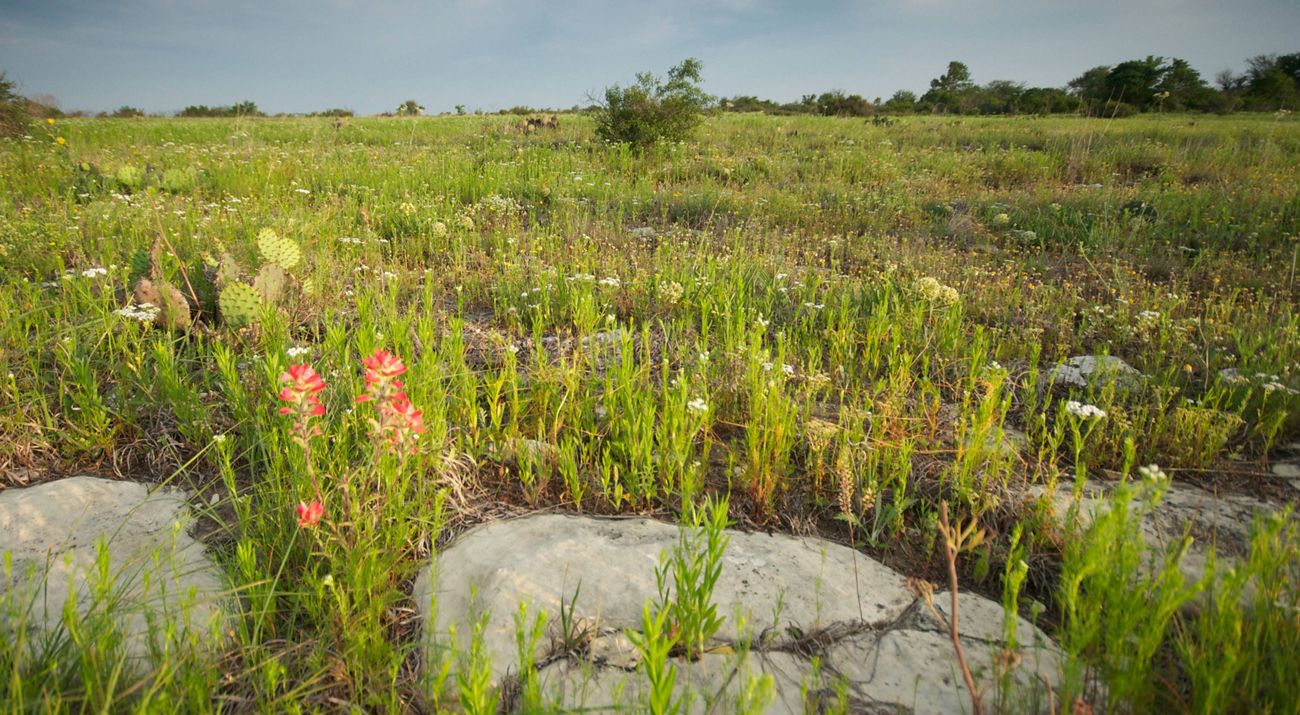 A lush, green prairie containing various native plants, cacti and trees.