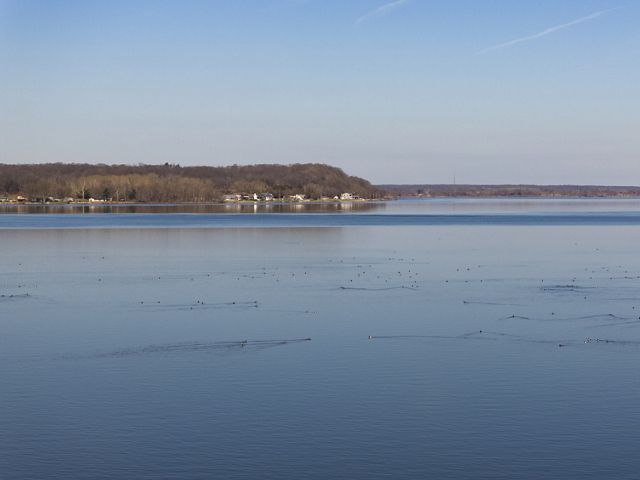 ducks on open water with a riverbank in the distance.