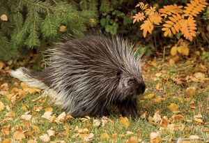 A porcupine in the woods.