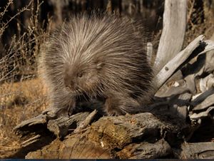 Porcupine standing on downed log.