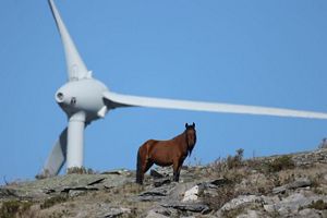 A horse in front of a wind turbine on a hill.