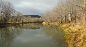calm river surrounded by leaf-less trees