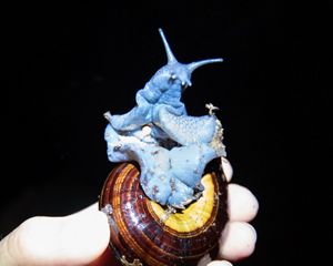 A large blue powelliphanta snail is held up in someone's hand.