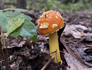 Bright orange mushroom with white markings on its rounded cap