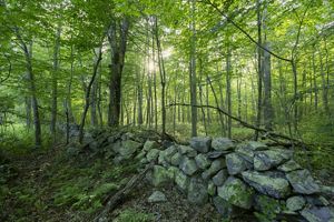 A low stone wall cuts diagonally through a lush forest as the sun begins to set below the tree canopy.