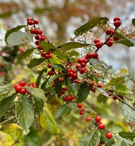 Bright red berries line multiple stems of a shrub between green oblong-shaped leaves. 