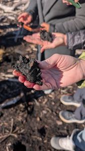 A close up of a hand holding a chunk of damp peat soil, recently pulled from the ground at a peatland restoration site in North Carolina.