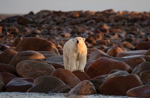 A polar bear stands on large, rounded shoreline rocks beside the calm water of the Hudson Bay in Canada. Warm, low-angle sunlight highlights the bear’s white fur against the dark brown and red rocks stretching across the landscape. 