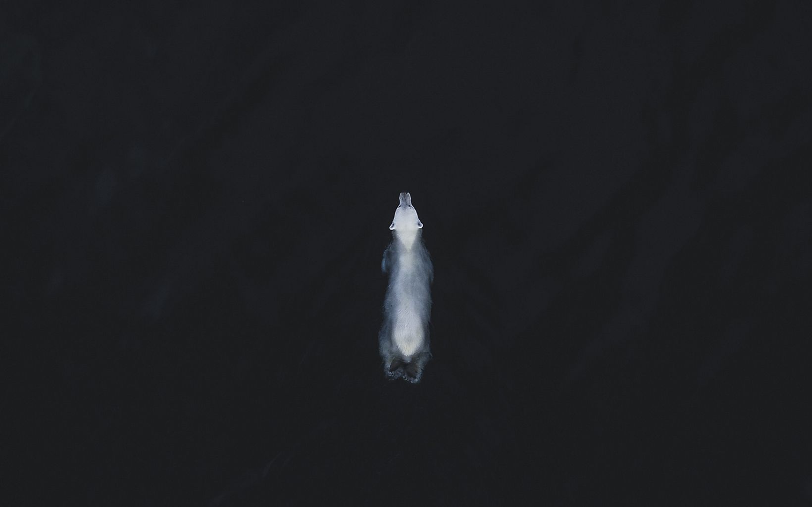 Single polar bear swimming at the surface of the dark waters.