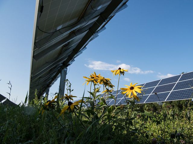 Yellow flowers growing beneath photovoltaic solar panels.