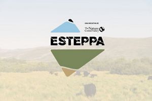 Un rebaño de vacas pastando pacíficamente en un exuberante campo verde bajo un cielo azul claro.