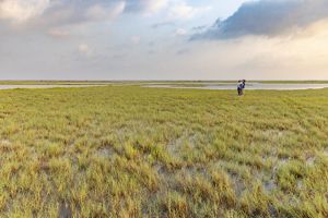 An expanse of green wetlands with ocean waters drifting through the vegetation.