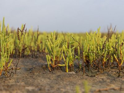 Green grasswort plants on the shallow, sandy Gulf shore.