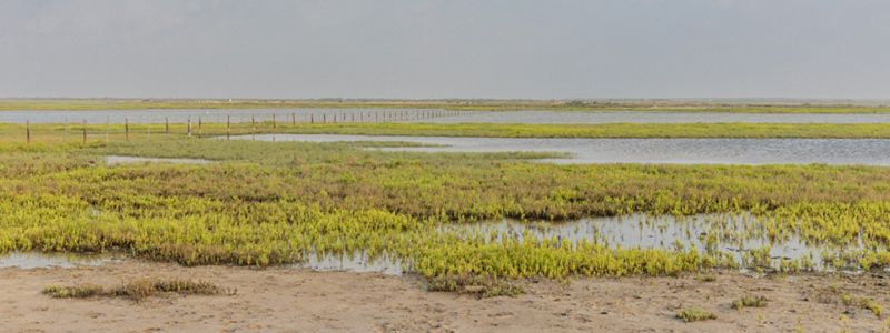 An expanse of green marsh, sandy beach, and blue coastal waters.