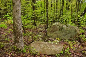 A picture of a small boulder sitting in a lush green forest.