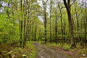 Forest in Potomac Highlands.