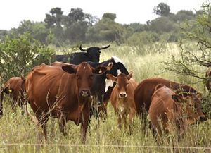 Image of a brown cattle and black cattle with horns in a pasture.