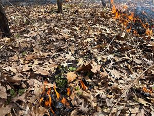 Small prescribed fire burns invasive garlic mustard at Prairie Border nature preserve.