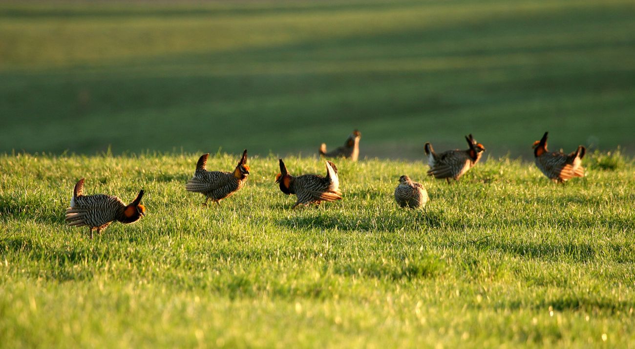 A group of prairie chickens gather in a grassy prairie field.
