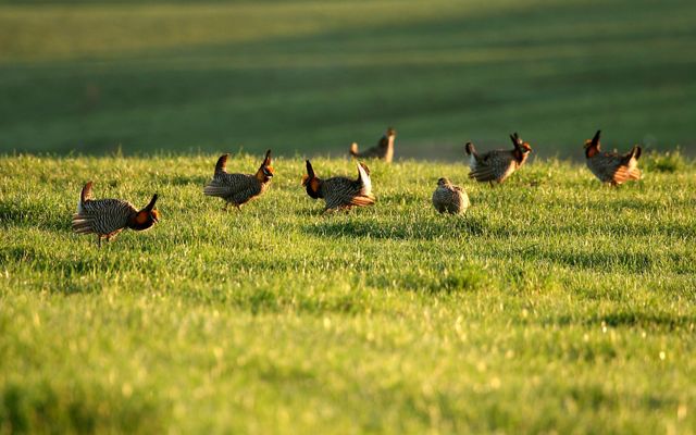 A group of prairie-chickens on a grassy prairie.