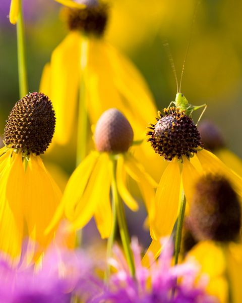 Longhorned grasshopper nymph on a yellow coneflower.