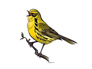 An illustration of a prairie warbler.