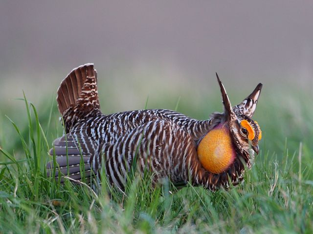 A greater prairie-chicken stands in low grass with its bright cheeks inflated 