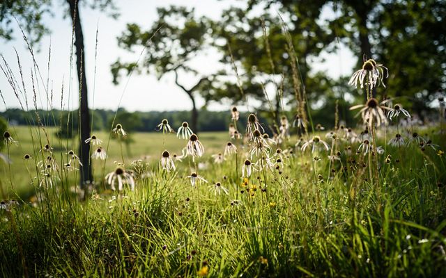 Pale purple coneflowers in whimsical lighting.