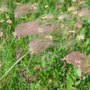 Delicate red strands of flowers among green plants.