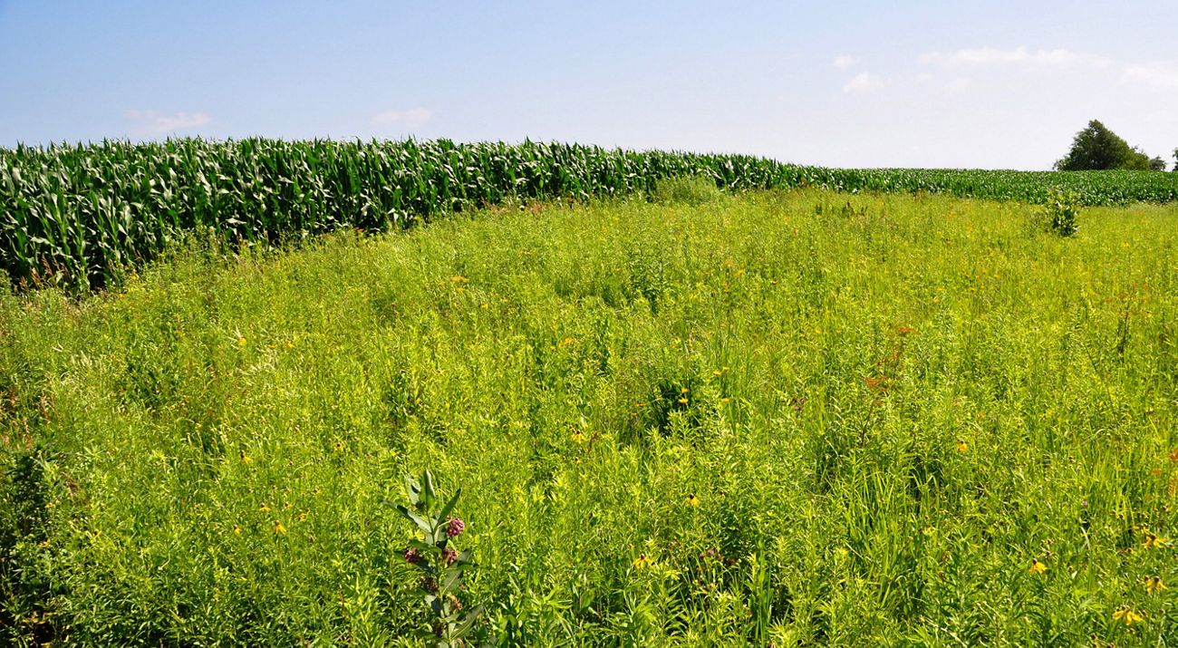 A grassy field.