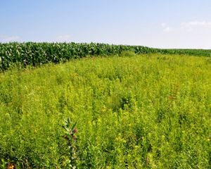 Grassy prairie strips were planted next to a corn crop.