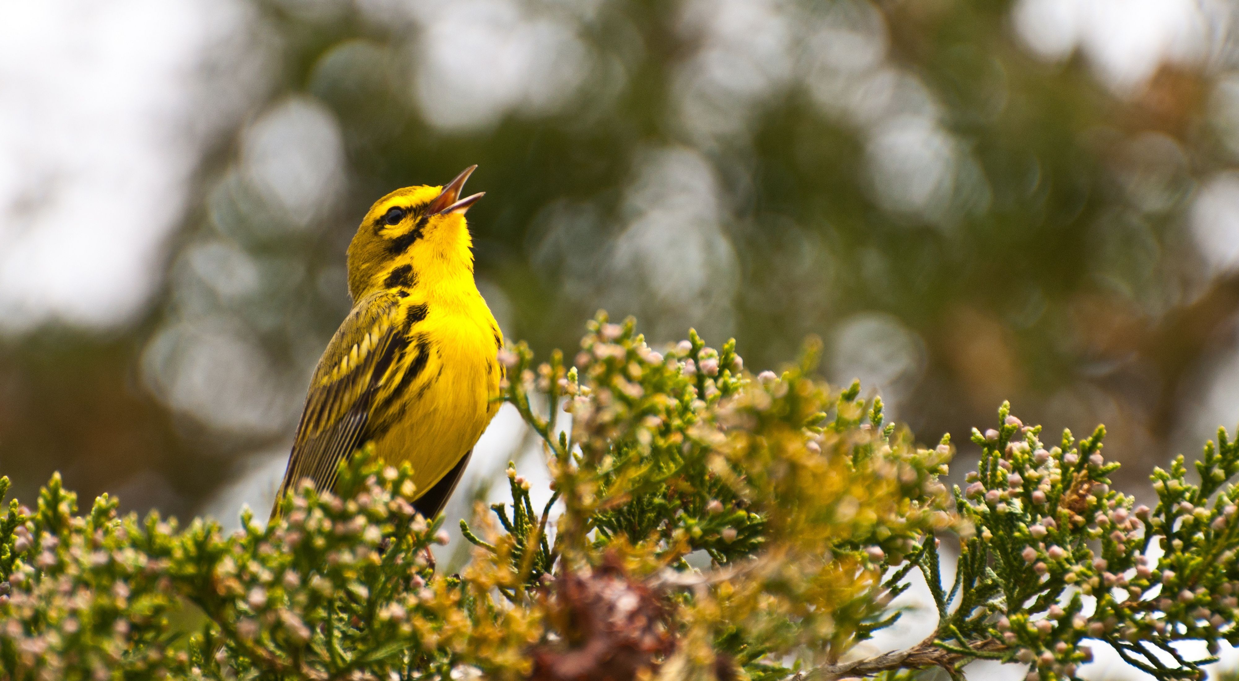 A prairie warbler is singing from a pine tree. 
