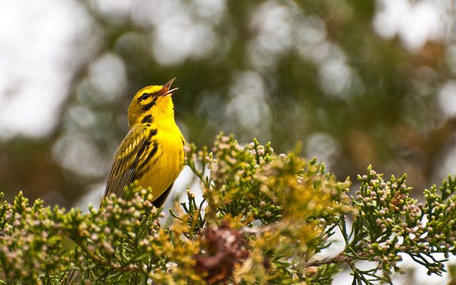 A yellow prairie warbler is calling from a tree. 