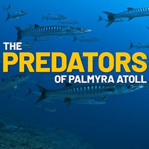 Thumbnail for Meet the Predators of Palmyra video.